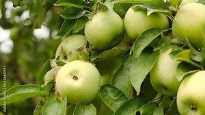Growing organic green apples in the garden. Apple ripening season. Harvesting apples in autumn.