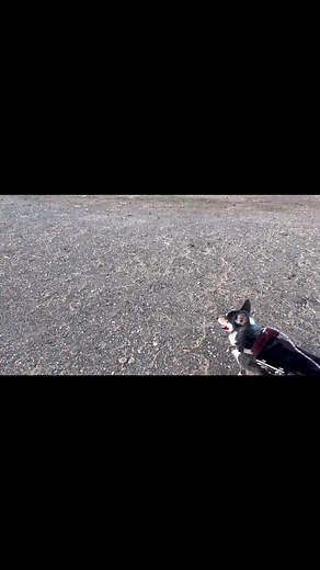 Some days he is too weak to hold up his front end and other days he’s off chasing sheep! | Where's Franklin?