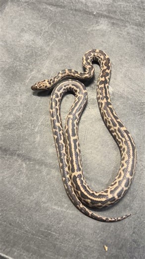 Striped Spotted Python Het Granite