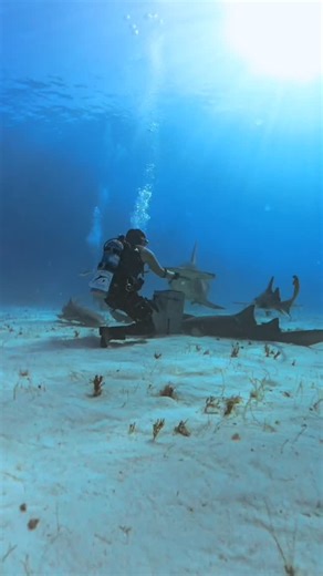 Allison Dawn | Jake makes dancing with a #hammerheadshark look effortless. I'm surprised by the sheer size of this shark. She's about 16' (I think that's... | Instagram