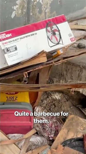 Swarm of rats spotted outside Boyle Heights warehouse