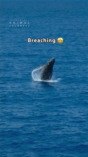 Playtime for this baby humpback whale 🐳 #IncredibleAnimalJourneys