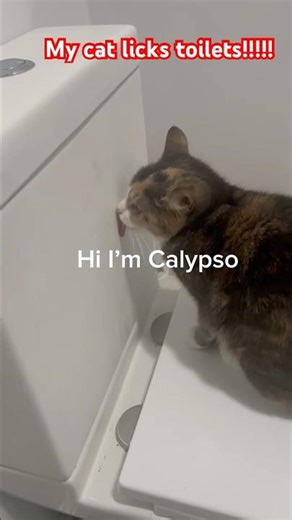 Hi I’m calypso 🐈#calico #cat #funnyanimals #shorts #fyp #viral