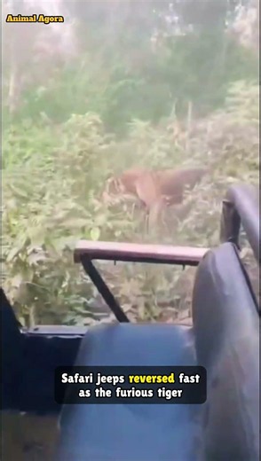 Tiger Charges Tourists Repeatedly in Jim Corbett National Park | Terrifying Safari Moment