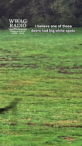 132K views · 7.5K reactions | I believe at 43 second mark in the video that is a spotted deer. I believe the small deer was being mean to its mother #fallcolors #wildlife #animals #music | Patty Hudson | Facebook