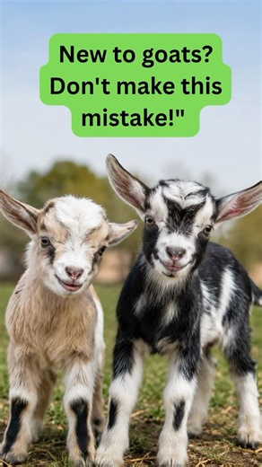 🐐 Goats Hide Illness Until It's Too Late! | ShowGoat AI Health Assistant