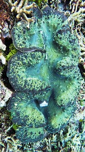 41K views · 450 reactions | A Colorful Tridacna gigas( the giant clam) wp I3pzy #nature #Ocean #fish | PreeOcean | Facebook