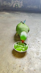 1.5M views · 15K reactions | To Much Angry  Talking Parrot 列列 #comedy #reelsvideo #reels #talkingparrot #birds #parrot #funny | Chandu Dot Com | Facebook