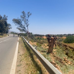 Geoff stumbled upon the eucalyptus pollarded pole industry in Morocco. Pollarding is similar to coppicing, where the branches of a deciduous tree are harvested, but the trees are cut higher up, two or three meters above the ground, usually to avoid grazing livestock. #permaculture #discoverpermaculture #eucalyptus #pollard #pollarding #coppicing #treemanagement #agroforestry #deserttree #morocco | Discover Permaculture with Geoff Lawton