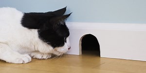 Up to 120 million rats could invade UK homes due to wet weather