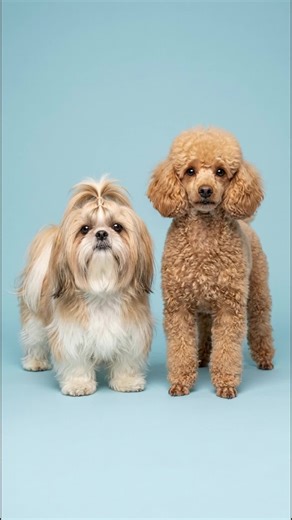 Exploring Shih Tzu Crossbreeds: Unique Combinations