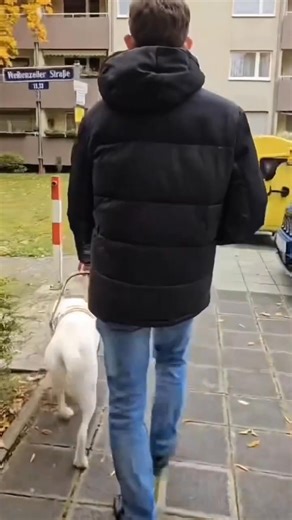 Erstes Training mit meinem Blindenführhund #blindheit #hund #blindenführhund #training | Health Inspiration