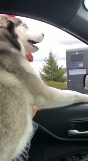Husky Takes Over Drive-Thru Order