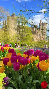 Falling in Love: A Romantic Castle Story with Tulips