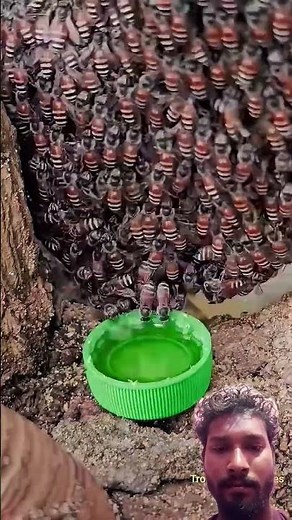 honey bee videos - When honey beesdiscover "treasure": amazing honey eating speed🥰🐝🐝🥰#bee
