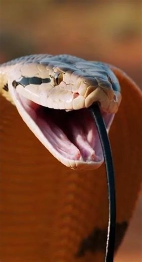 Snake vs Monitor Lizard | Intense Wildlife Battle in Rocky Terrainbhye rtes