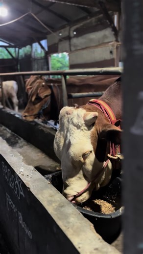 Soren - Peternak Muda