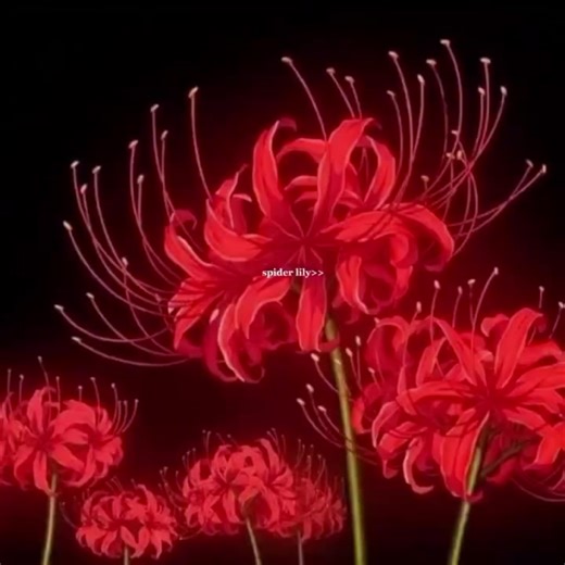 #demonslayer://Lirio de la araña roja// La higanbana (彼岸花) es conocida en Japón como la flor de la muerte. Florece en el equinoccio de otoño, cuando la vida cambia de estación. Simboliza la despedida, el final de un ciclo y el recuerdo de quienes ya no están. No representa violencia, sino el respeto japonés por la muerte como parte natural de la vida. Una flor hermosa que aparece cuando algo debe terminar. #japon #ponmeenparati #spiderlily #fyp