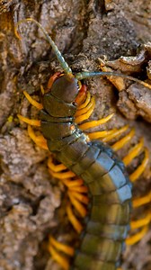 4.6K views · 43 reactions | A giant centipede eating a bat is pretty much peak Halloween ... Footage from Incredible Bugs (streaming this weekend on Earth Touch TV) | Earth Touch TV | Facebook