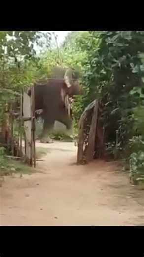 2 වෙනියට යන්නෙ අලියෙක් නෙවෙයි පර්වතයක් __ 🐘🦣