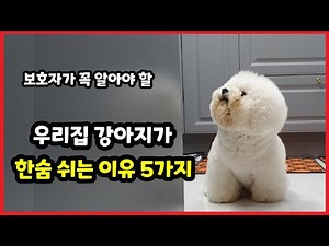 Why do dogs sigh? 【Cute Dogs! / Dog Sigh meme】