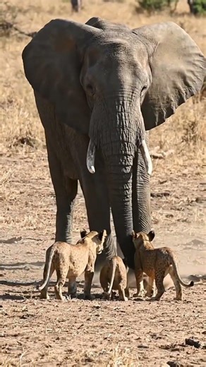 Elephant vs lion cubs.#asmr #lion #animalstory #⃣ #wildlife #youtubeshorts #elephant #animals #pets