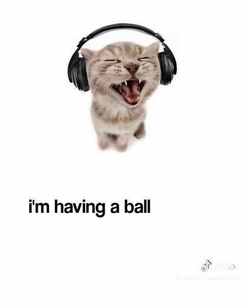 Don't stop me now - Queen (1978) | the cat is wrong, you gotta scream all the song #headphonescat #gatoconaudifonos #lyrics #lyricvideo #viral #pinchetiktokponmeenparati #queen #freddiemercury #brianmay #rogertaylor #johndeacon #jazzqueen #dontstopmenow