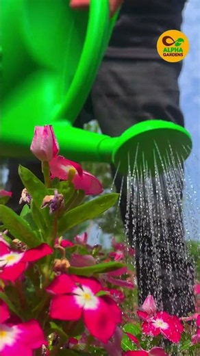 Water Can for Plants | Best Watering Can for Healthy Plants & Leaf Washing