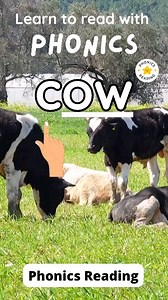 How do I explain COW with Phonics to my child, a parent asked? Here is how to do it. Ask questions if you have any in regards to phonics. . However, the UptoSix Phonics PLUS App can answer most of the questions. . Check out the 'Phonics Reading' YouTube channel for additional phonics lesson videos. Link in my BIO . Follow @phonics_reading to learn more about phonics. @uptosix_phonics . #phonicsfun #phonics_reading #teaching | Phonics Reading