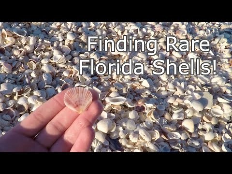 Shelling On Captiva Island: Finding one of the rarest shells in SW Florida!