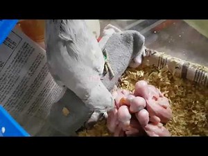 Parrot with so Many Babies
