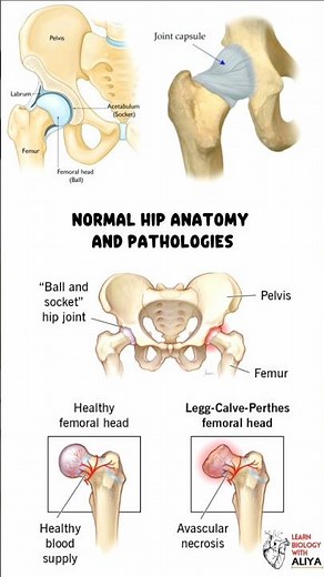 normal hip anatomy and pathologies #medical #animation #3d #short | learn Biology with Aliya
