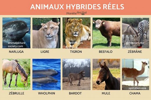 de 20 Animaux Hybrides RÉELS !