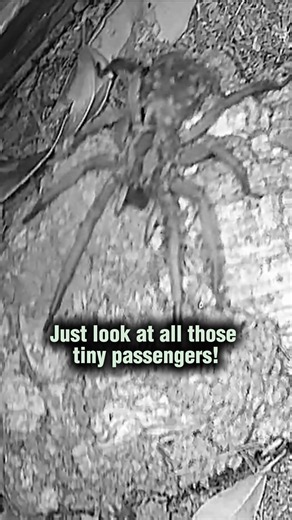 Wolf spider mommy and babies!