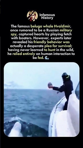 Beluga Whale Hvaldimir's Heartbreaking Reality