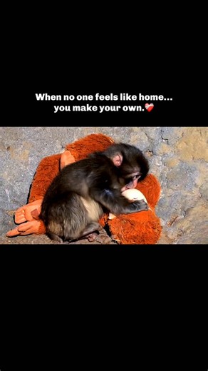Fahmi | Not every bond is born — some are built from loneliness. Punch, a baby macaque, was rejected by his mother just days after birth. Raised... | Instagram