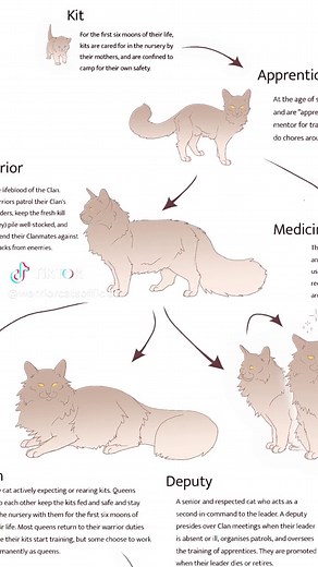 Ever wondered about the roles available to a Clan cat, and the various paths a cat can take in their life in the Clan? We've got a flowchart for that! Head on over to the Hub via link in bio to see the full chart showing the paths a cat can take from Kit through to Elder... 🐈🐈‍⬛ #WarriorCats