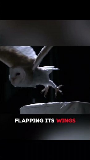 Why a Barn Owl’s Wings Make No Sound 🦉