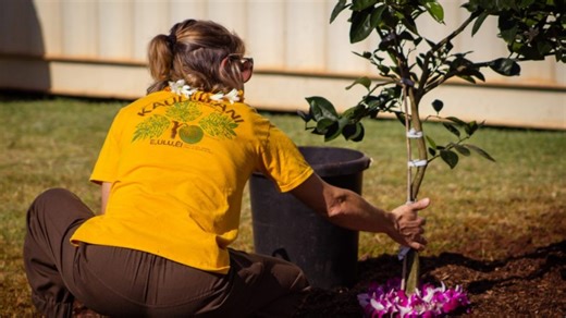 State offering community grants for urban forestry projects | Big Island Now