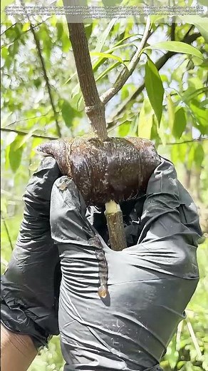 Bridging Life: Wounding a Branch to Grow New Roots