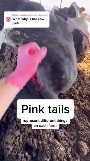 Colorful Dairy Cow Painting Process