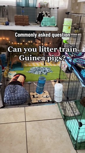 Guinea Pig Litter Training: Tips and Advice