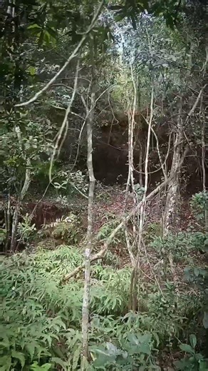 maniyur latest #vadakara #kozhikode #shortsfeed