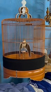 182K views · 2.6K reactions | Branjangan java konslet mewah #kicaumania #branjangan | Dunia Burung | Facebook