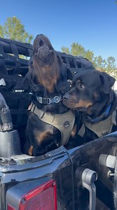 572K views · 66K reactions | Letting the world know their presence!...