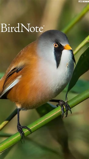 The Delightfully Round Bearded Reedling #Birds #BirdTok #BeardedReedling #FYP #Nature #Education