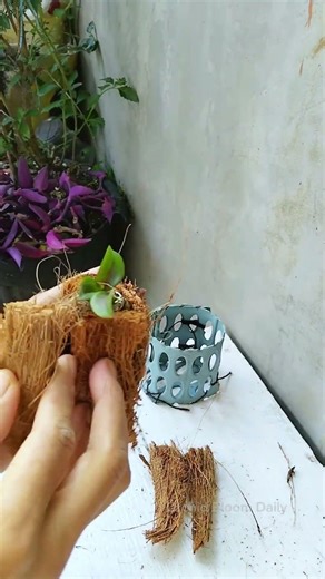 From Tiny Keiki to Stunning Orchid Blooms