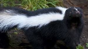 Why This Kind of Skunk Does Handstands, Earning Them the Title of Acrobat of Their Species