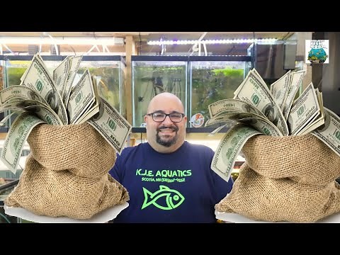 Breeding Guppies for Profit THE SERIES!