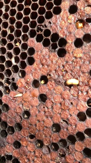 Worm Found in Pollen #honeybeesting #beekeeping #beefeater #beekeeper #employee #insects #workers